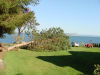 611239-TreeDown.jpg