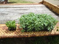 Flat of tomatoes & Celery.jpg