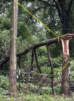 tree.png