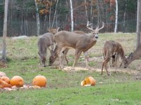 Whitetail Deer EM.JPG
