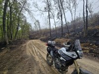 t700 forest fire.jpg