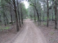 wood trail.jpg