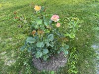 IMG_4800[1].JPG