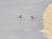 IMG_1082.JPG