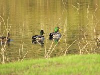 duck.jpg