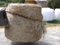 LouieRoundBales 031.jpg