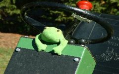 622268-small frog.jpg