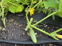 IMG_4830[1].JPG
