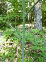 PoisonHemlock2.JPG