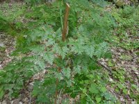 PoisonHemlock3.JPG