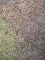 Dethatch1.gif