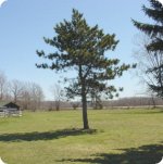 623501-pine.jpg