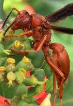 Wasp - Steve's pic.jpg