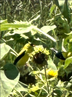 Goldfinch.png