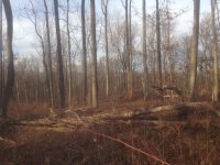NM Forest 2.jpg