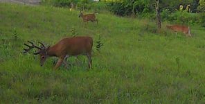 20250721buck.JPG