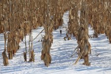 Cornfield Feb 2015 1_1.jpg