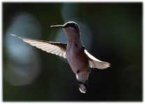 Hummer 2.jpg