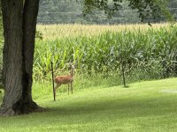 IMG_4424.jpeg
