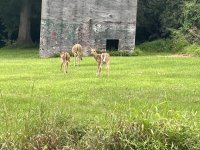 IMG_2446.jpeg