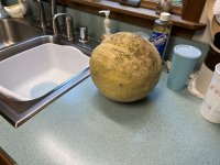 IMG_2466.jpeg