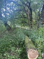 IMG_1136.jpeg