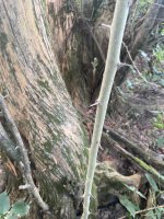 IMG_1137.jpeg