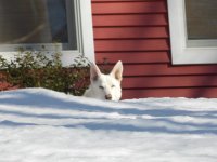 Whitie in Snow EM.JPG