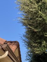IMG_5082.JPG