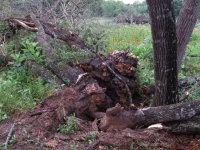 clump of trees.jpg