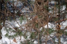 Robin 2.20.15.jpg