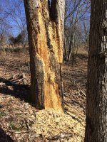 Tree damage.jpg