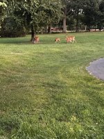 IMG_4437.JPG