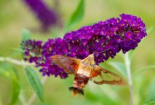 hummingbird_moth_800w.jpg