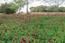 clover2.jpg