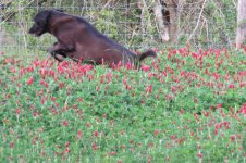 clover3.jpg