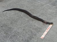 617847-Snake1.jpg
