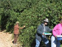 743357-IMG_5710rPickBerries.jpg