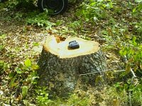 667030-stump undisturbed.jpg