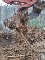 Ripper & Oak stump.jpg