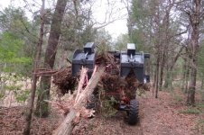 pullouttree1.jpg