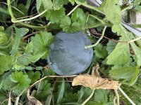 IMG_4995[1].JPG