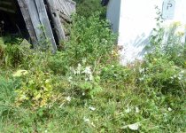 stringweeds688.jpg