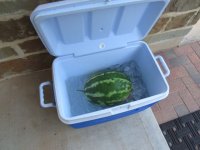 1st watermellon of year.jpg