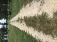Road before.jpg
