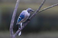 496A6480 Blue Jay molting.jpg