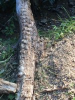 Flail log.jpg