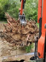 Just another stump.jpg