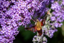 496A6641 Hawk Moth.jpg