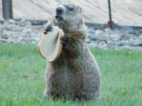 Woodchuck Bread EM.JPG